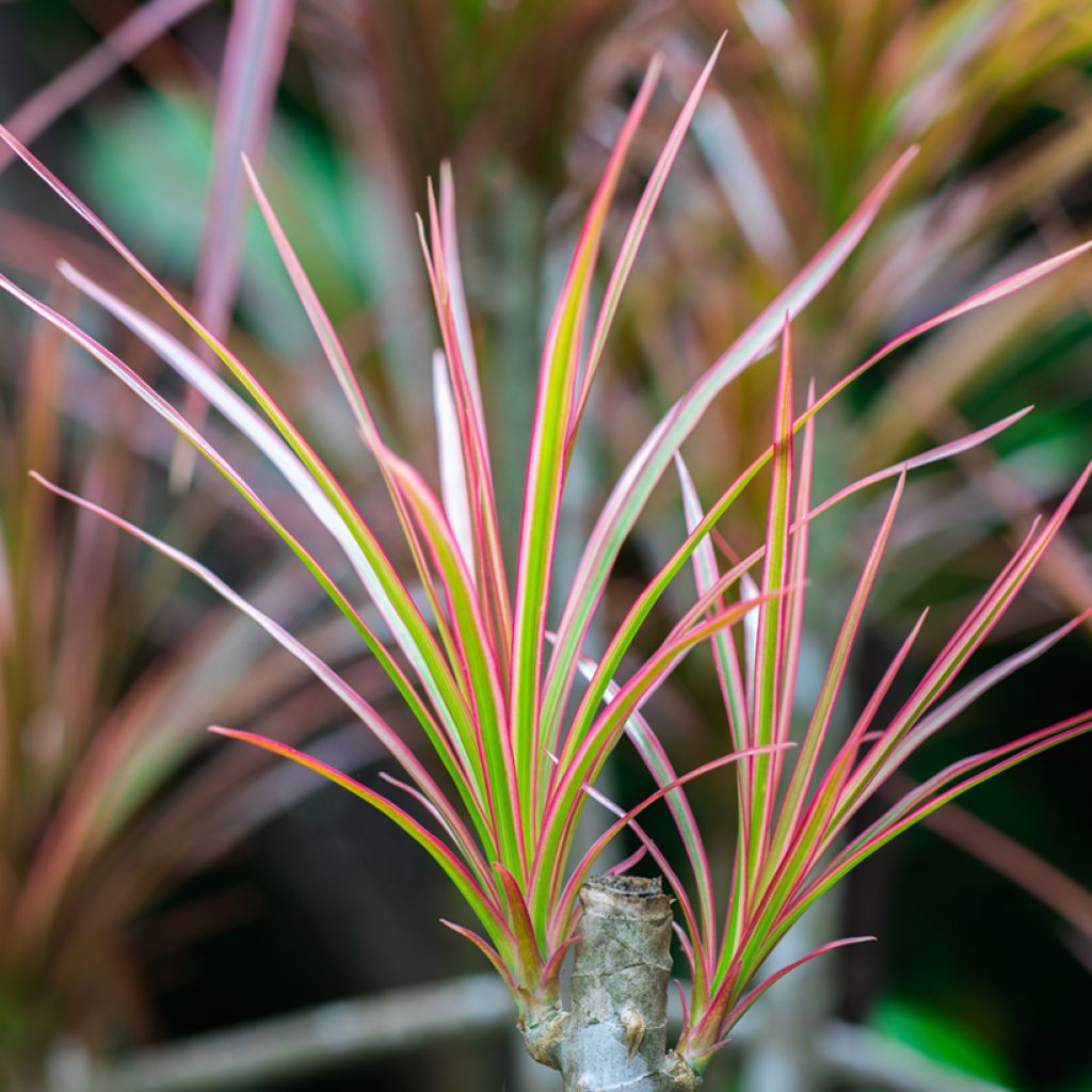 Dracaena Bicolor - Tronchetto della Felicità