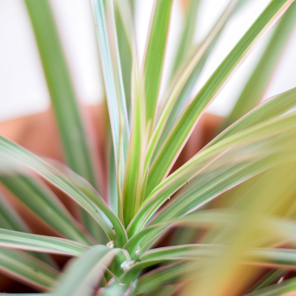 Dracaena Bicolor - Tronchetto della Felicità