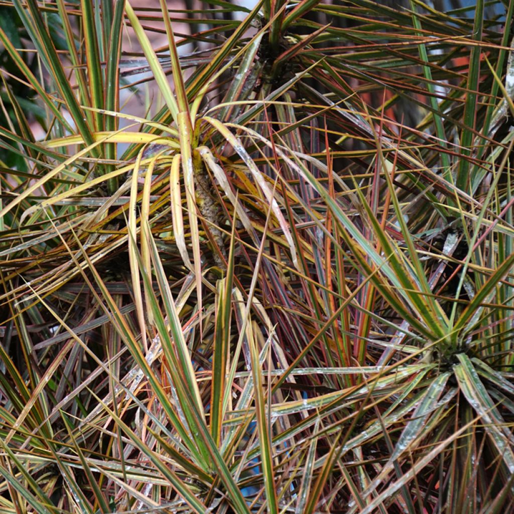 Dracaena Magenta - Tronchetto della Felicità