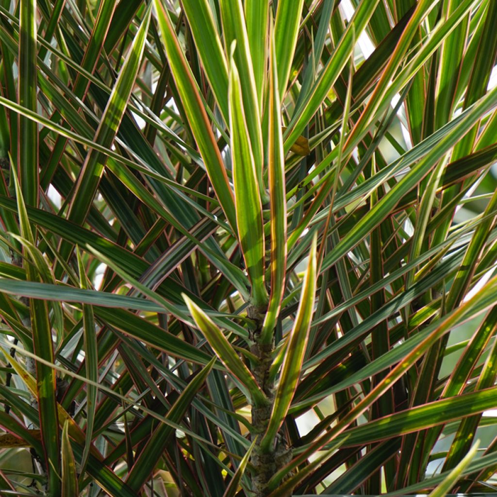 Dracaena Magenta - Tronchetto della Felicità