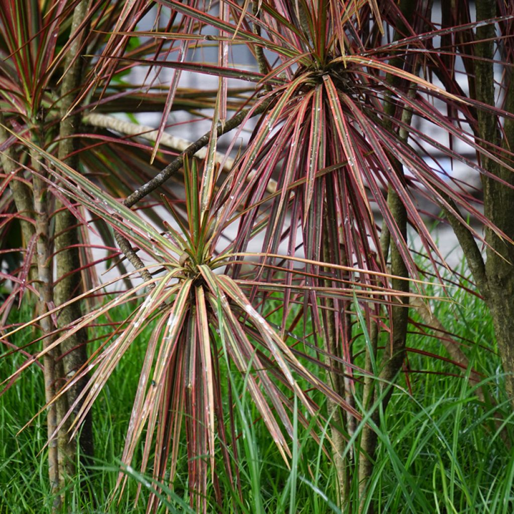 Dracaena Magenta - Tronchetto della Felicità