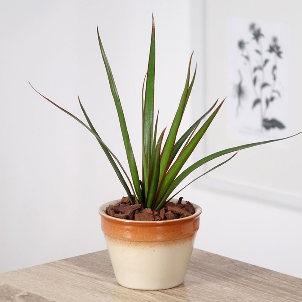 Dracaena marginata - Tronchetto della Felicità