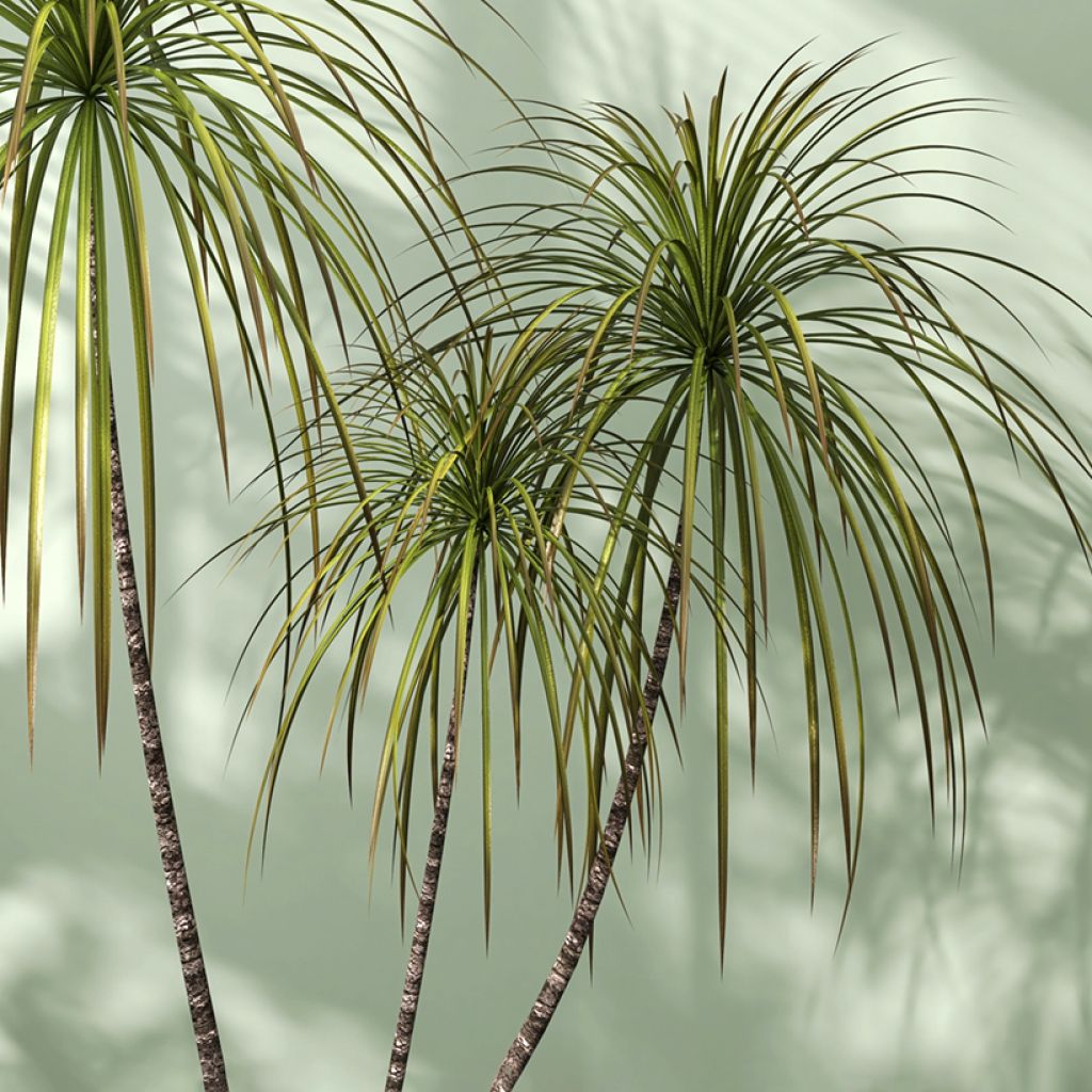 Dracaena marginata - Tronchetto della Felicità