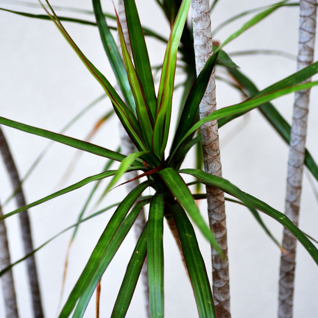 Dracaena marginata - Tronchetto della Felicità