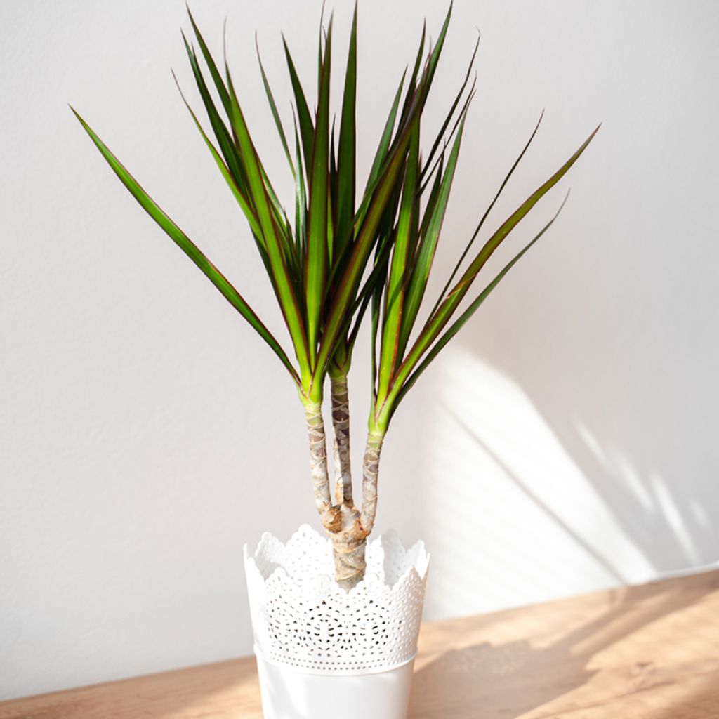 Dracaena marginata - Tronchetto della Felicità