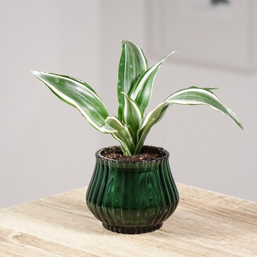 Dracaena White Jewel - Tronchetto della Felicità