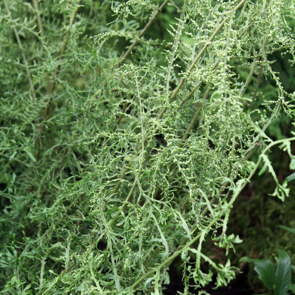 Dryopteris filix-mas Linearis Polydactyla - Felce maschio