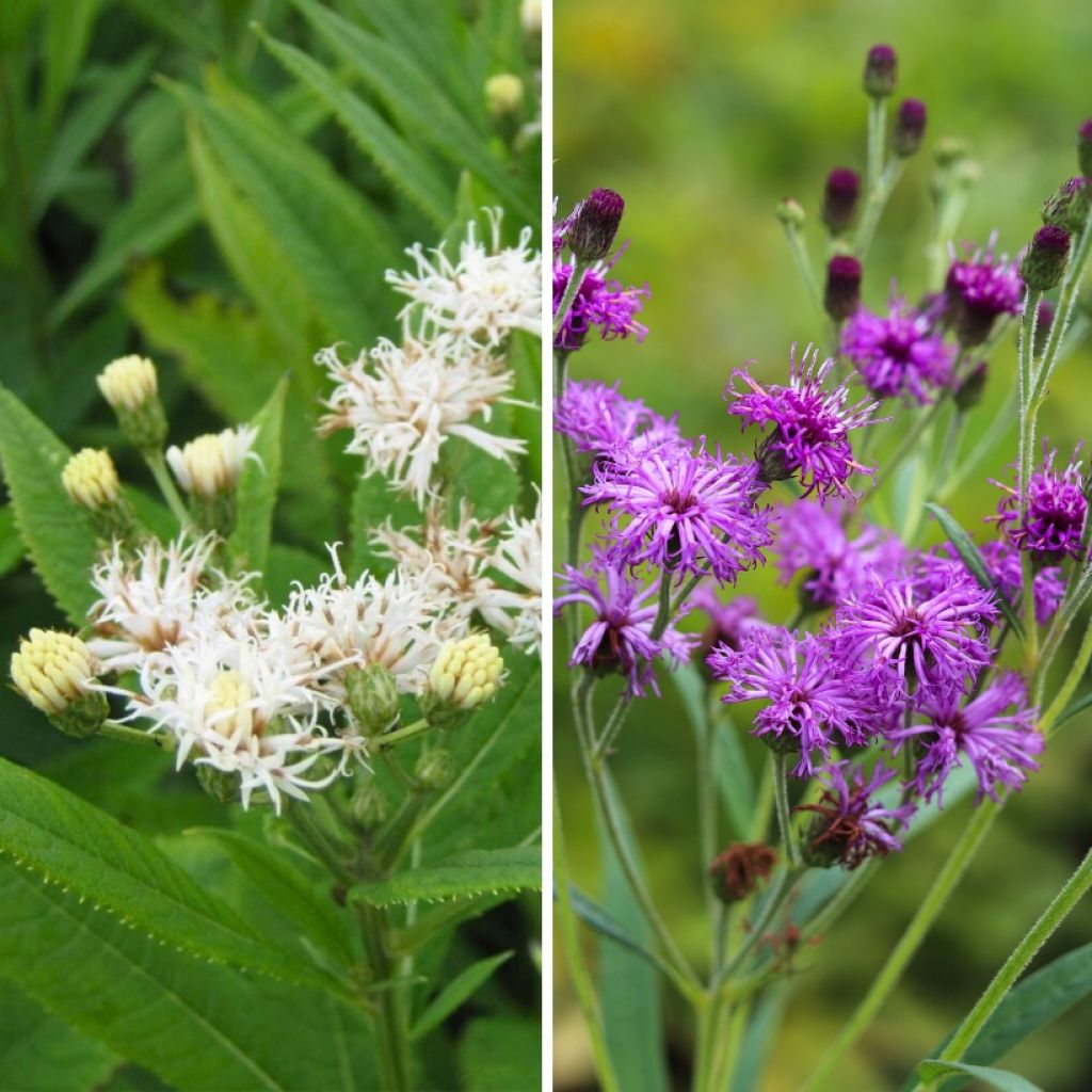 Duo di Vernonia crinita