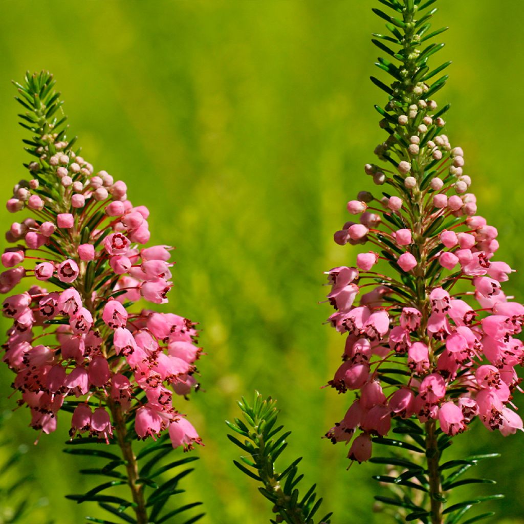 Erica vagans St Keverne
