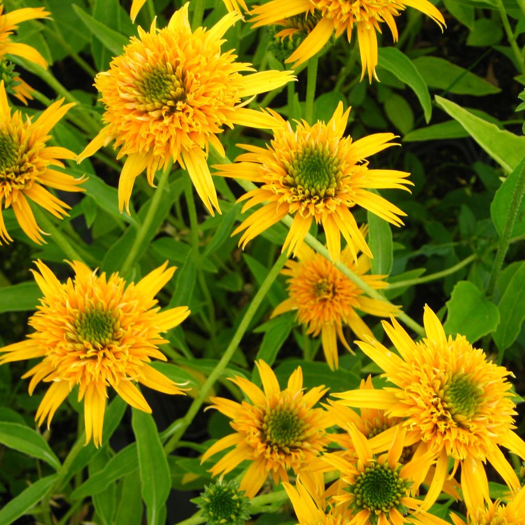 Echinacea Secret Glow - Rudbeckia pourpre