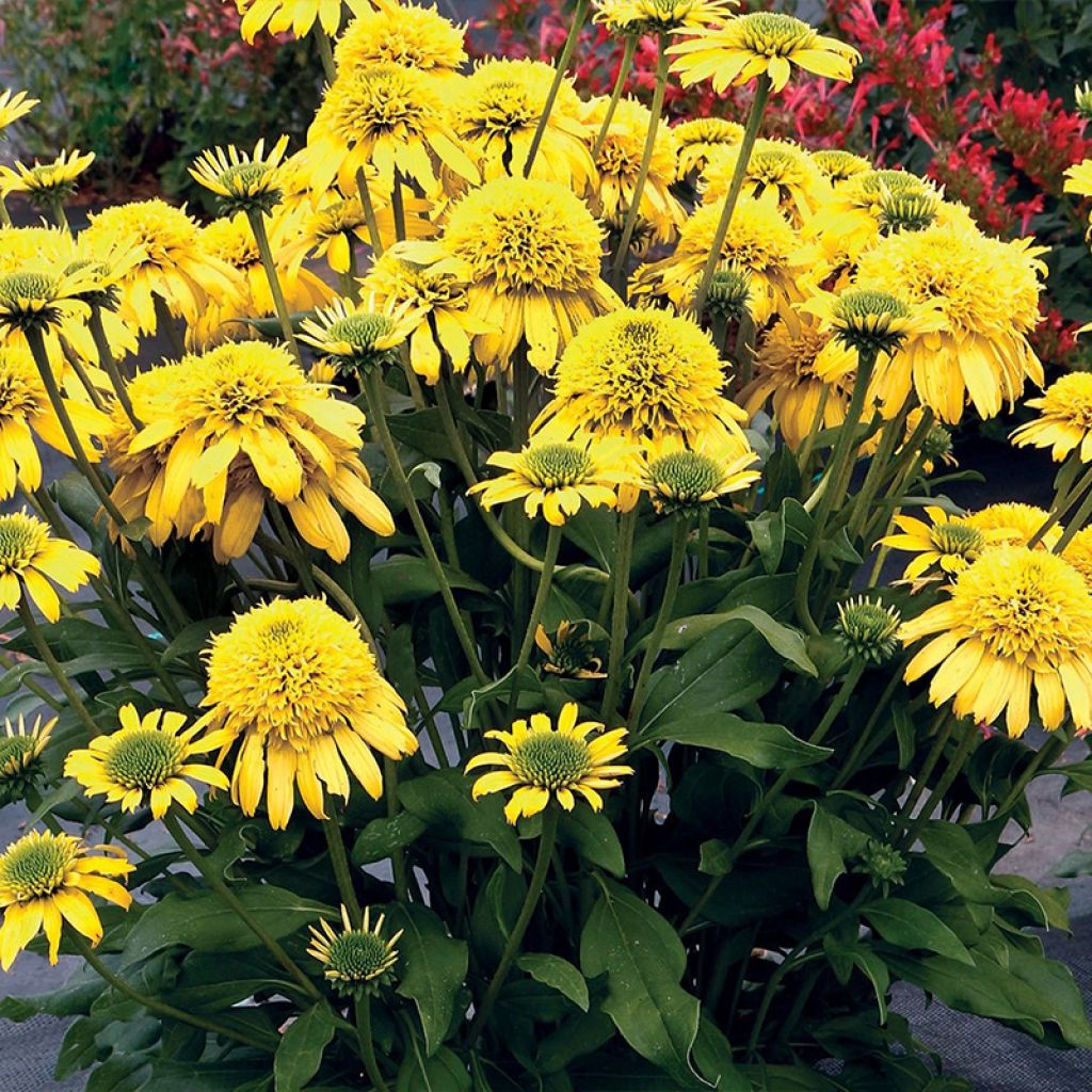 Echinacea Sunny Days Lemon - Rudbeckia