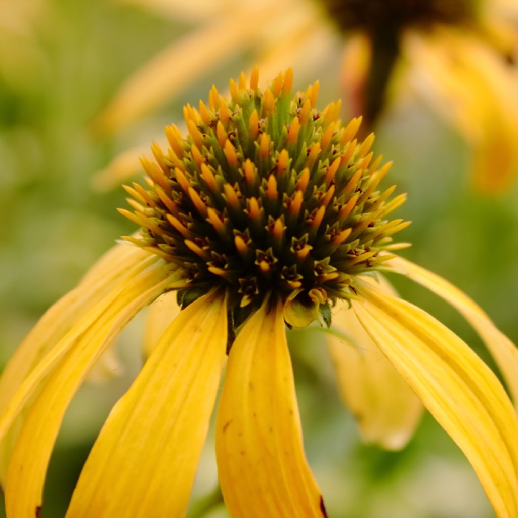 Echinacea Sunny Meadow Mama - Rudbeckia