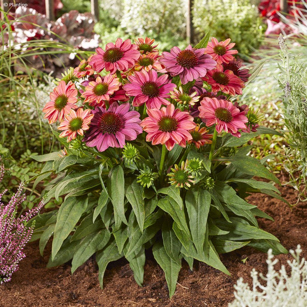 Echinacea Evolution Colorific