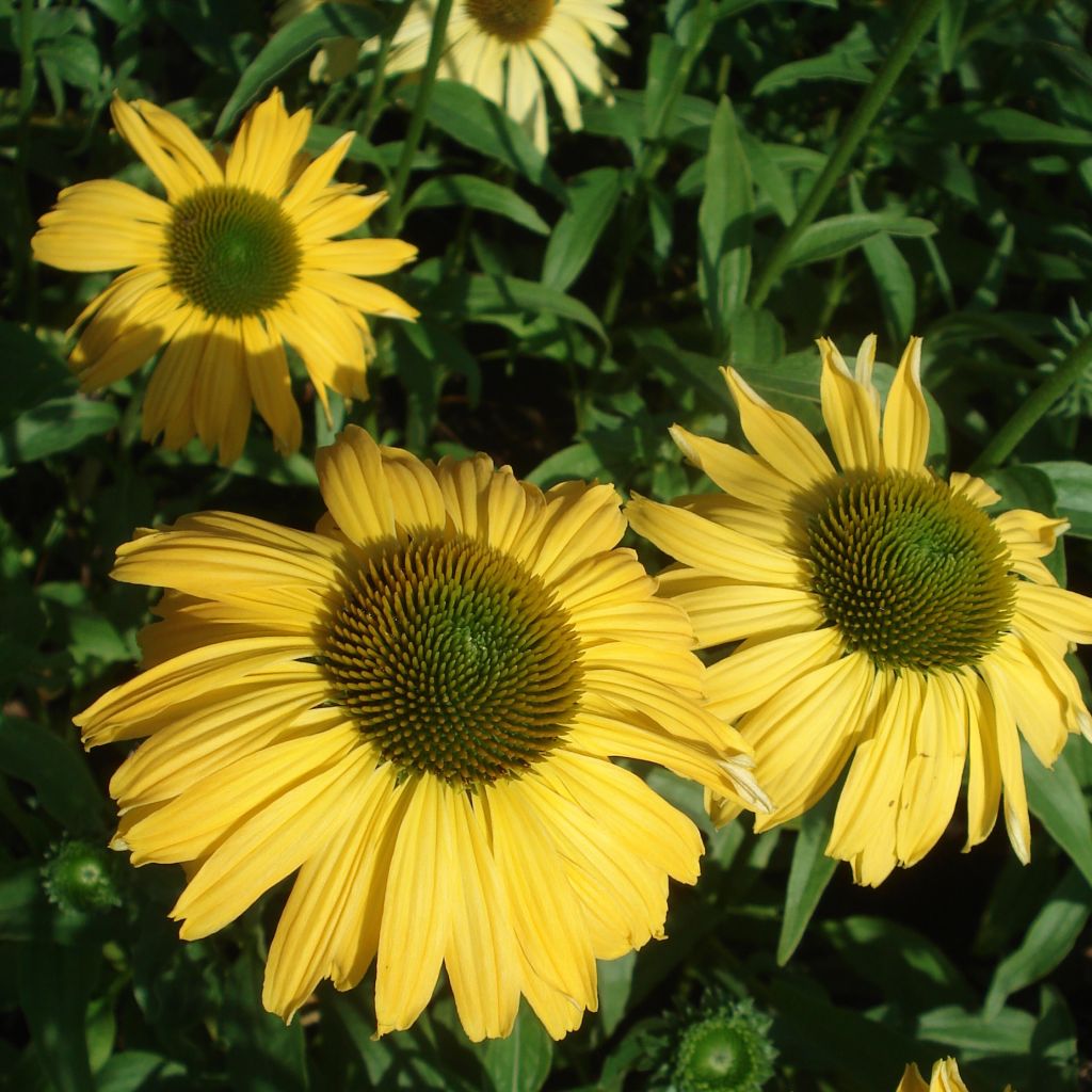 Echinacea purpurea Daydream - Rudbeckia pourpre