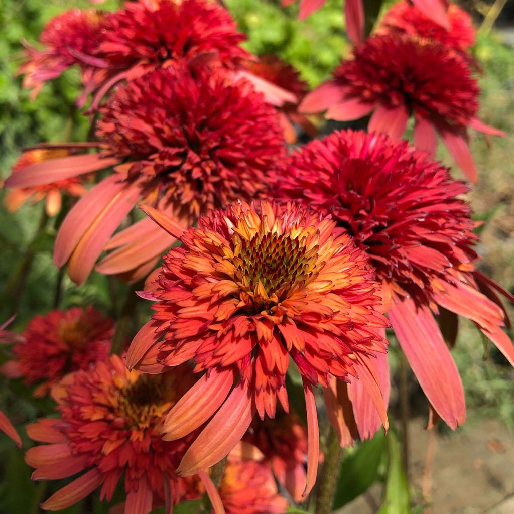 Echinacea purpurea Irresistible