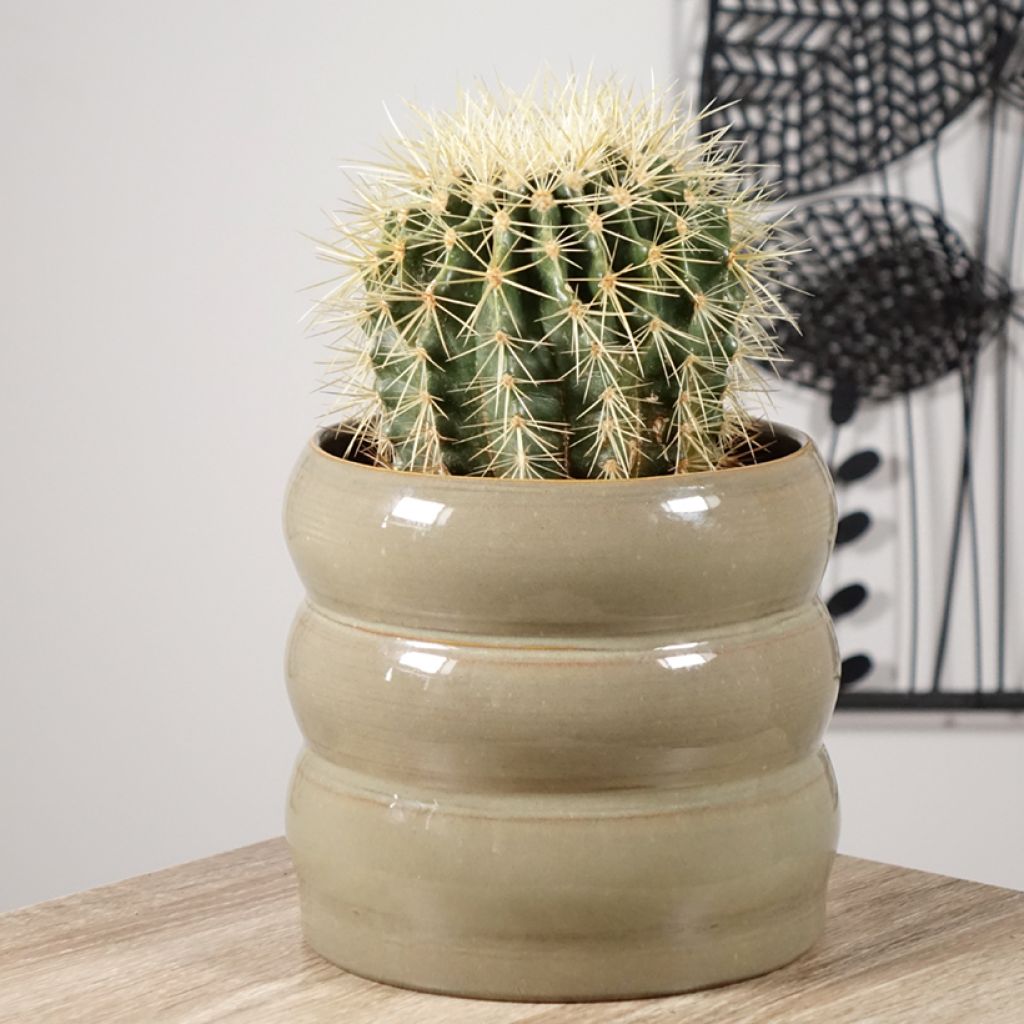 Echinocactus grusonii