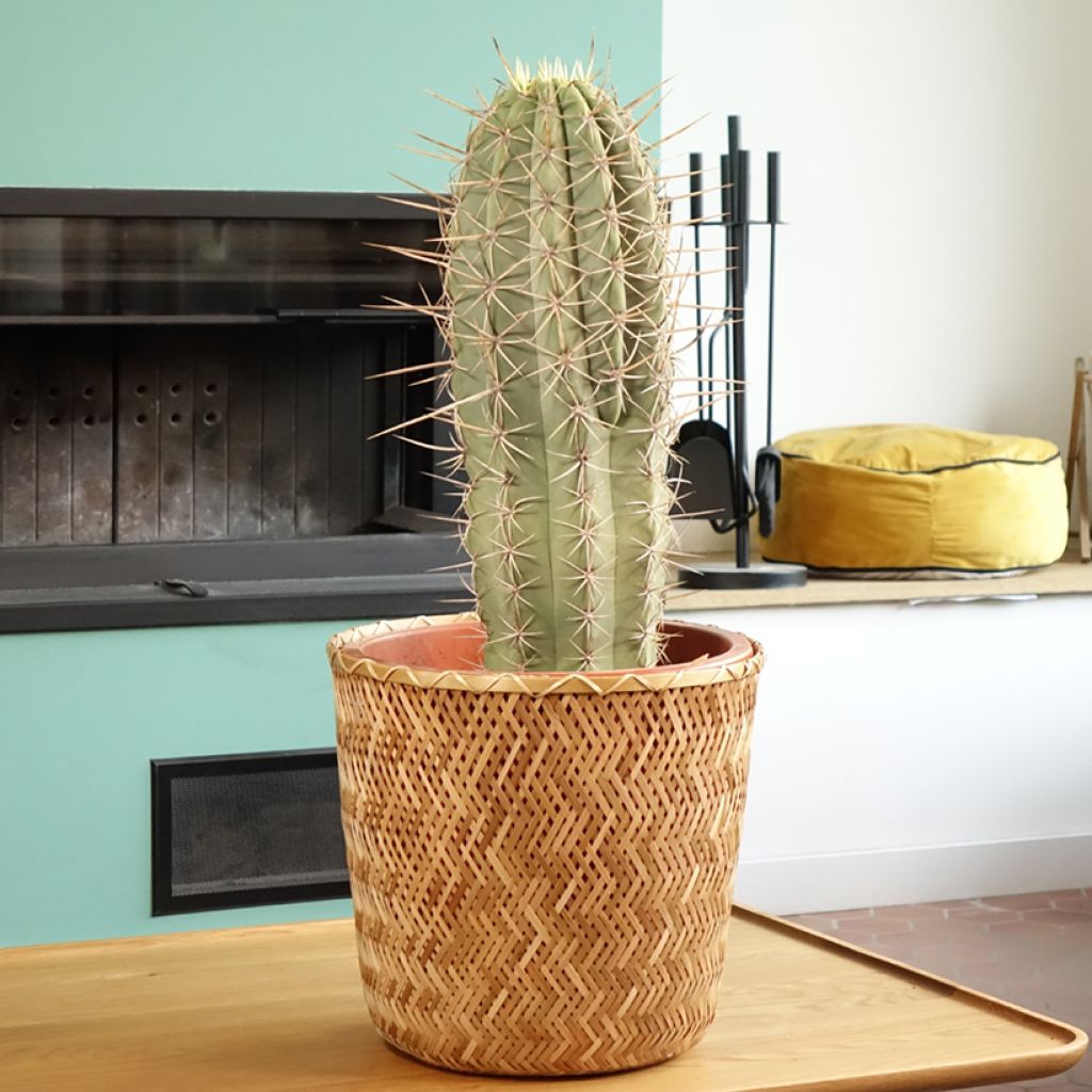 Echinopsis pasacana - Cactus
