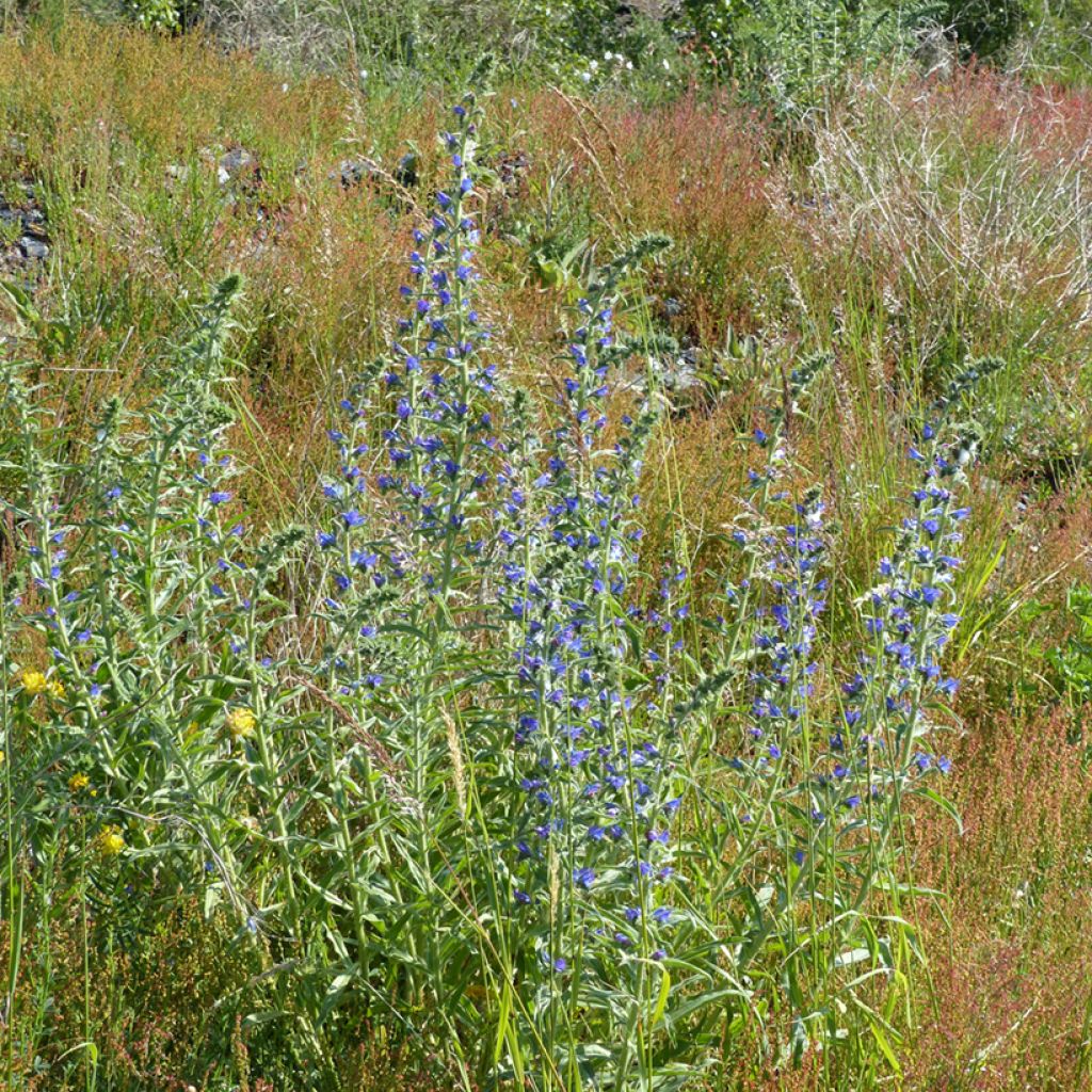 Echium vulgare (semi) - Viperina azzurra
