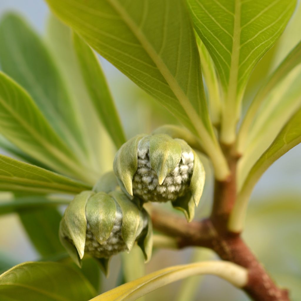 Edgeworthia chrysantha Grandiflora - Bastone di san Giuseppe