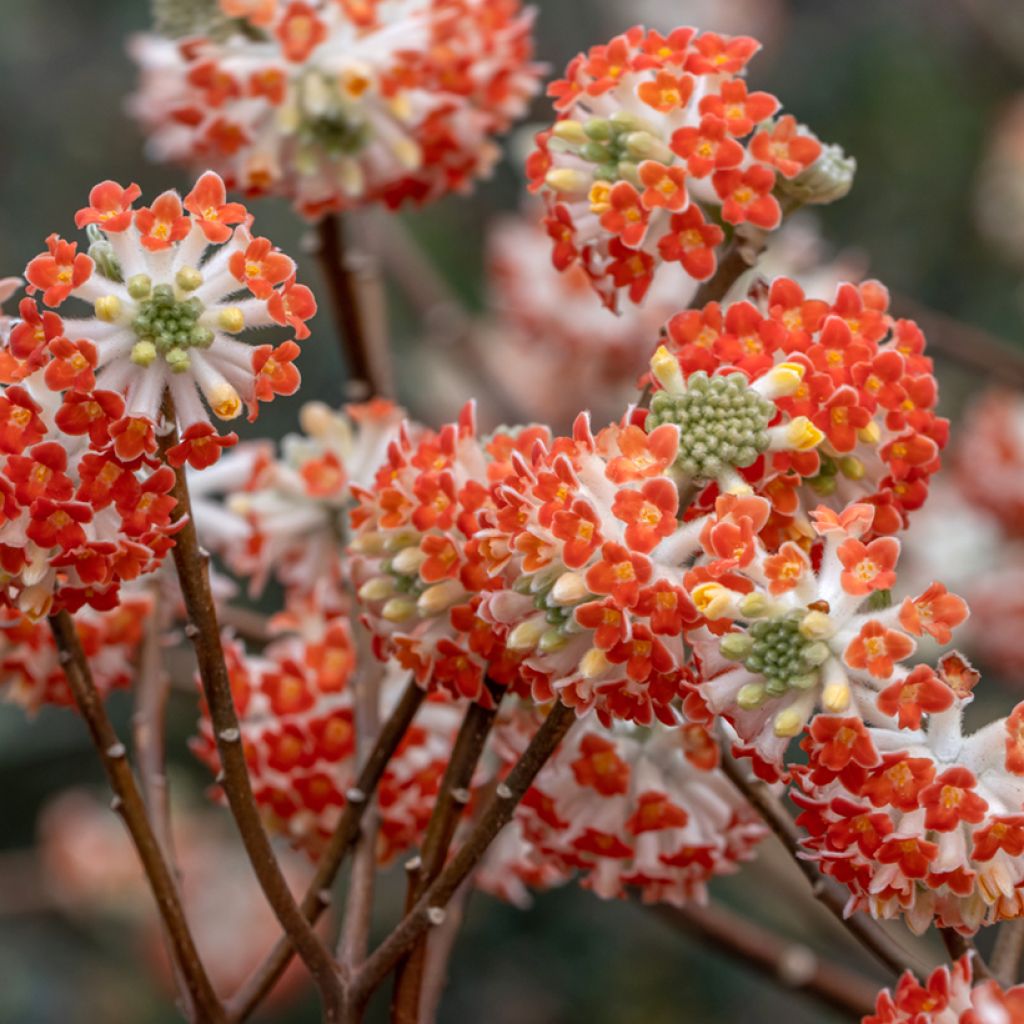 Edgeworthia chrysantha Red Dragon 'Akebono' - Bastone di san Giuseppe