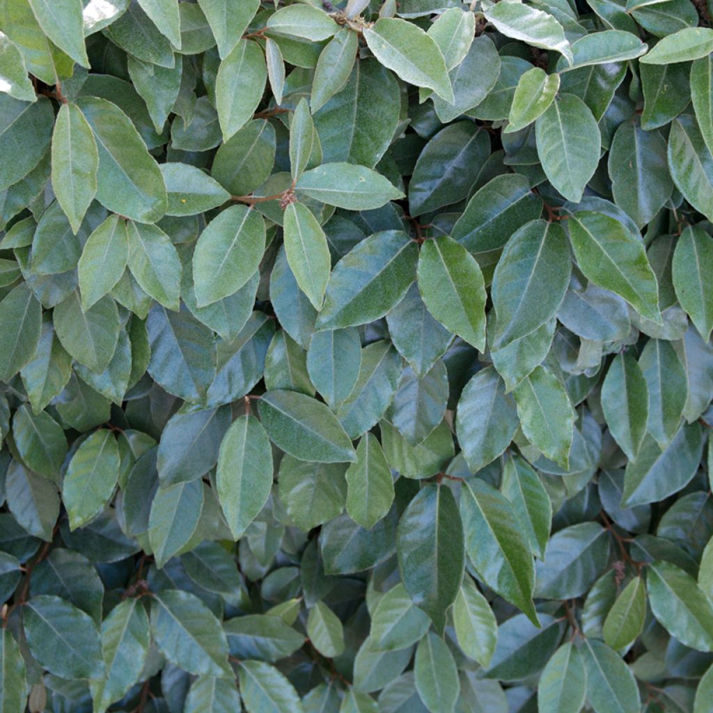 Elaeagnus ebbingei Compacta - Eleagno