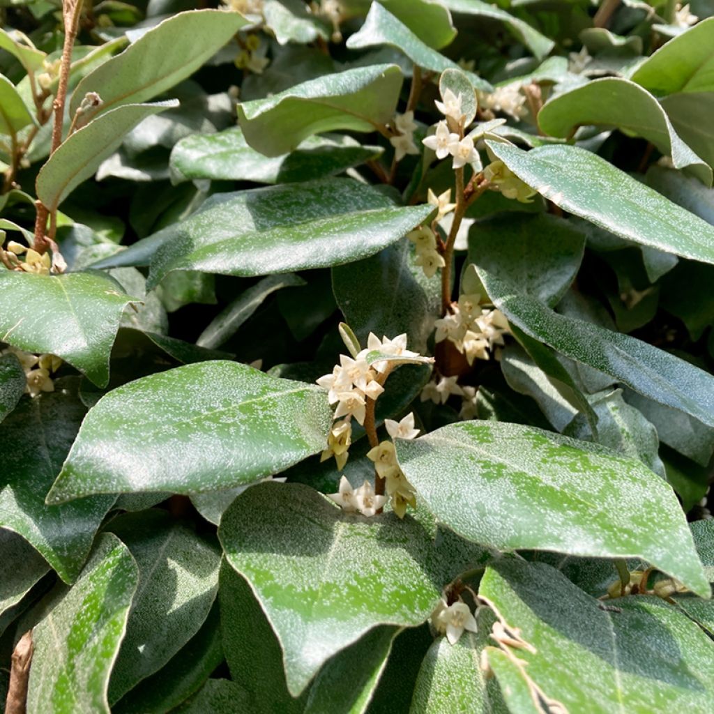 Elaeagnus ebbingei Compacta - Eleagno