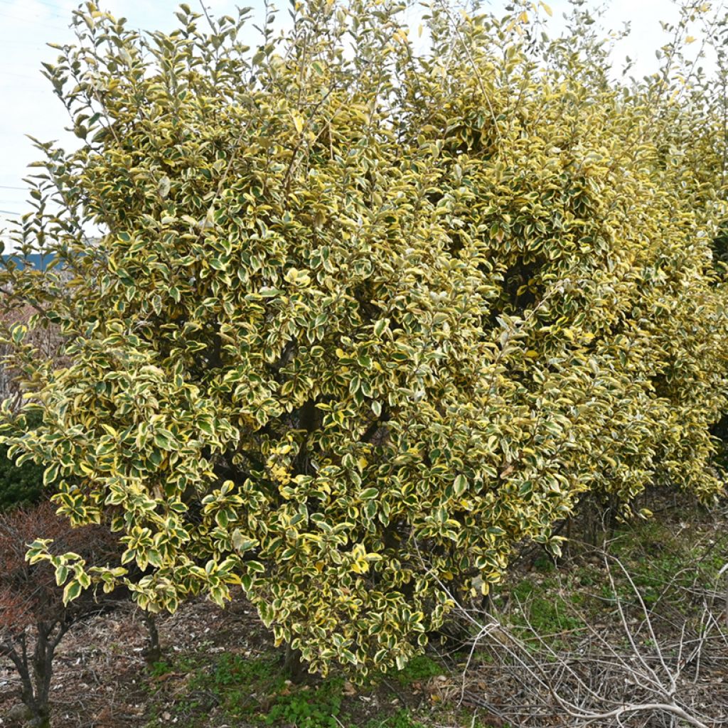 Elaeagnus ebbingei Gilt Edge - Eleagno