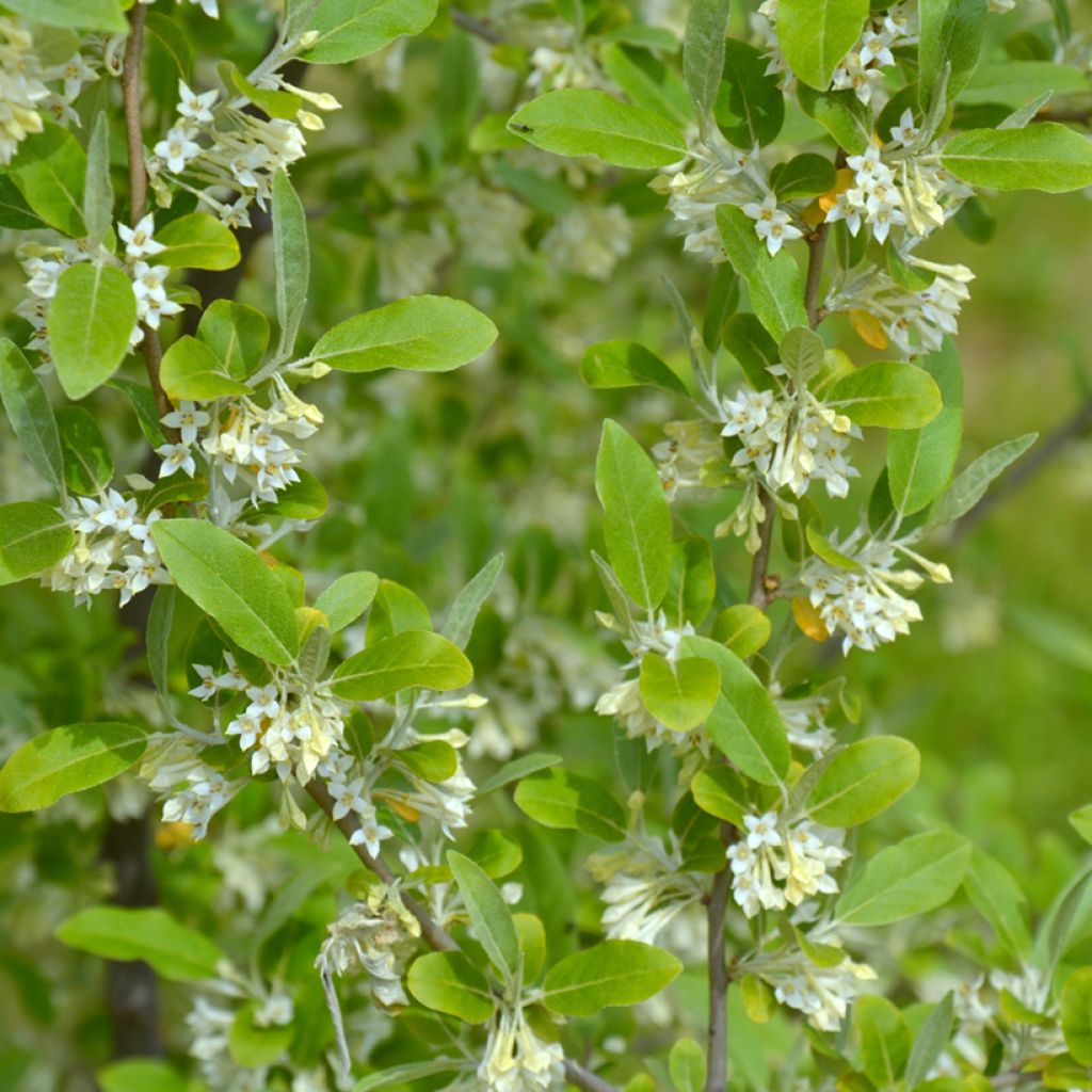 Elaeagnus umbellata - Eleagno ombrelliforme