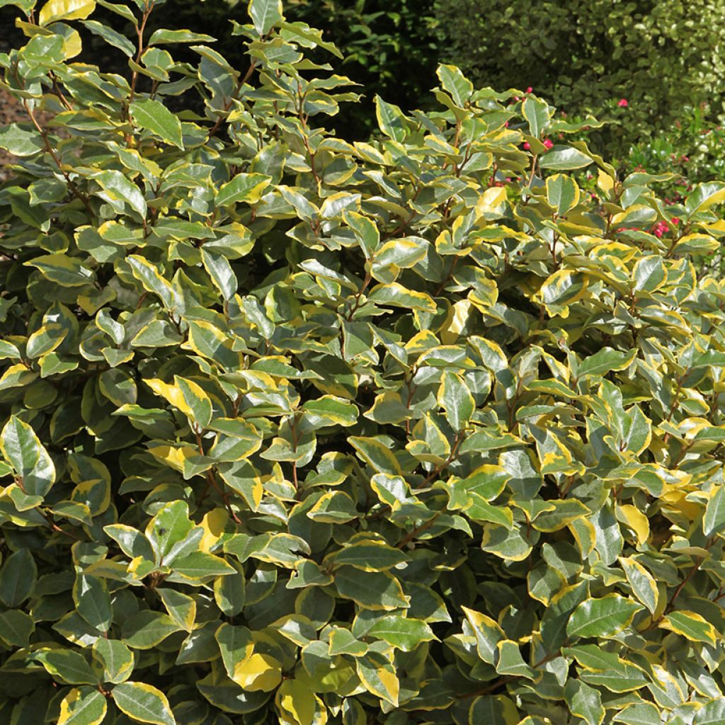 Elaeagnus ebbingei Viveleg - Eleagno