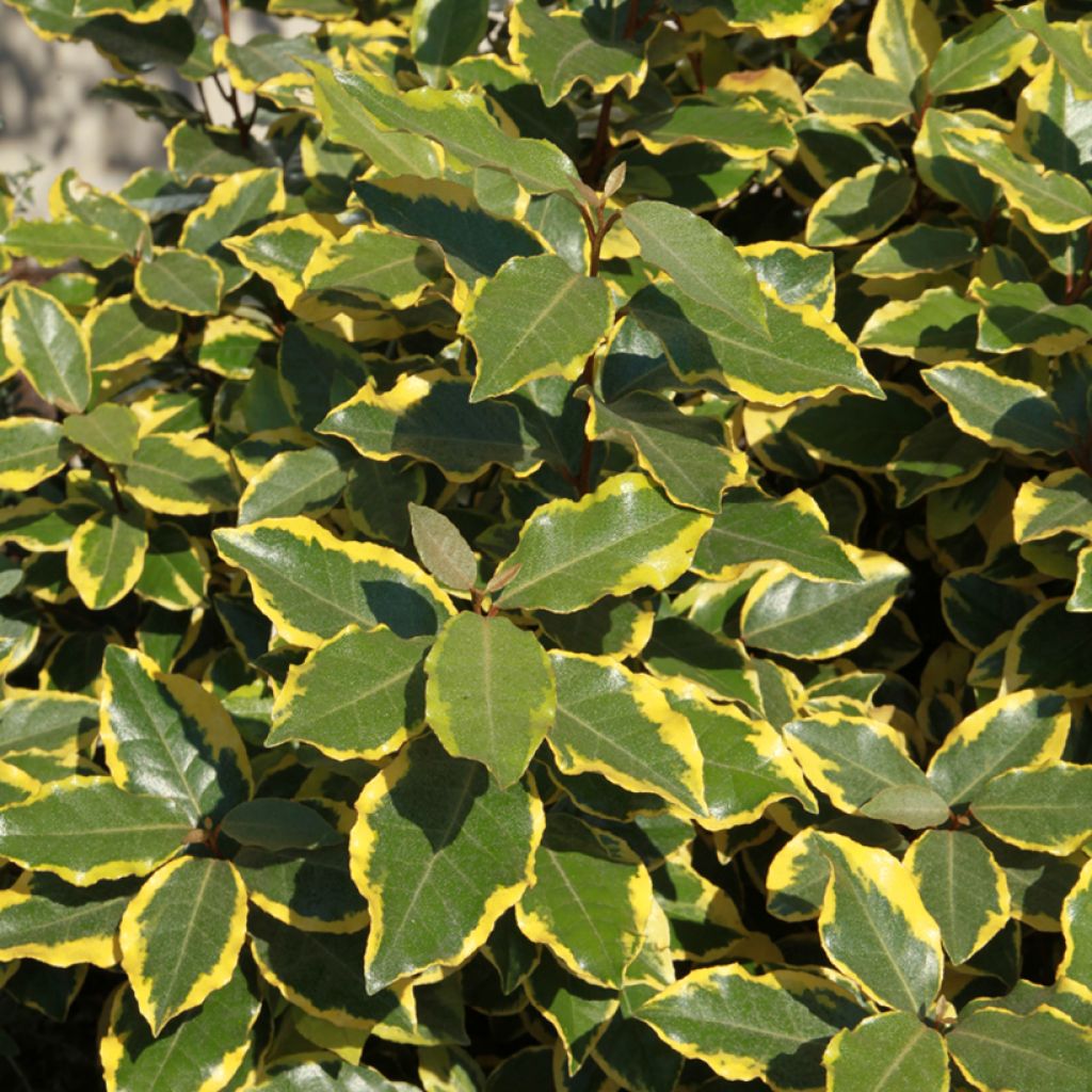 Elaeagnus ebbingei Viveleg - Eleagno