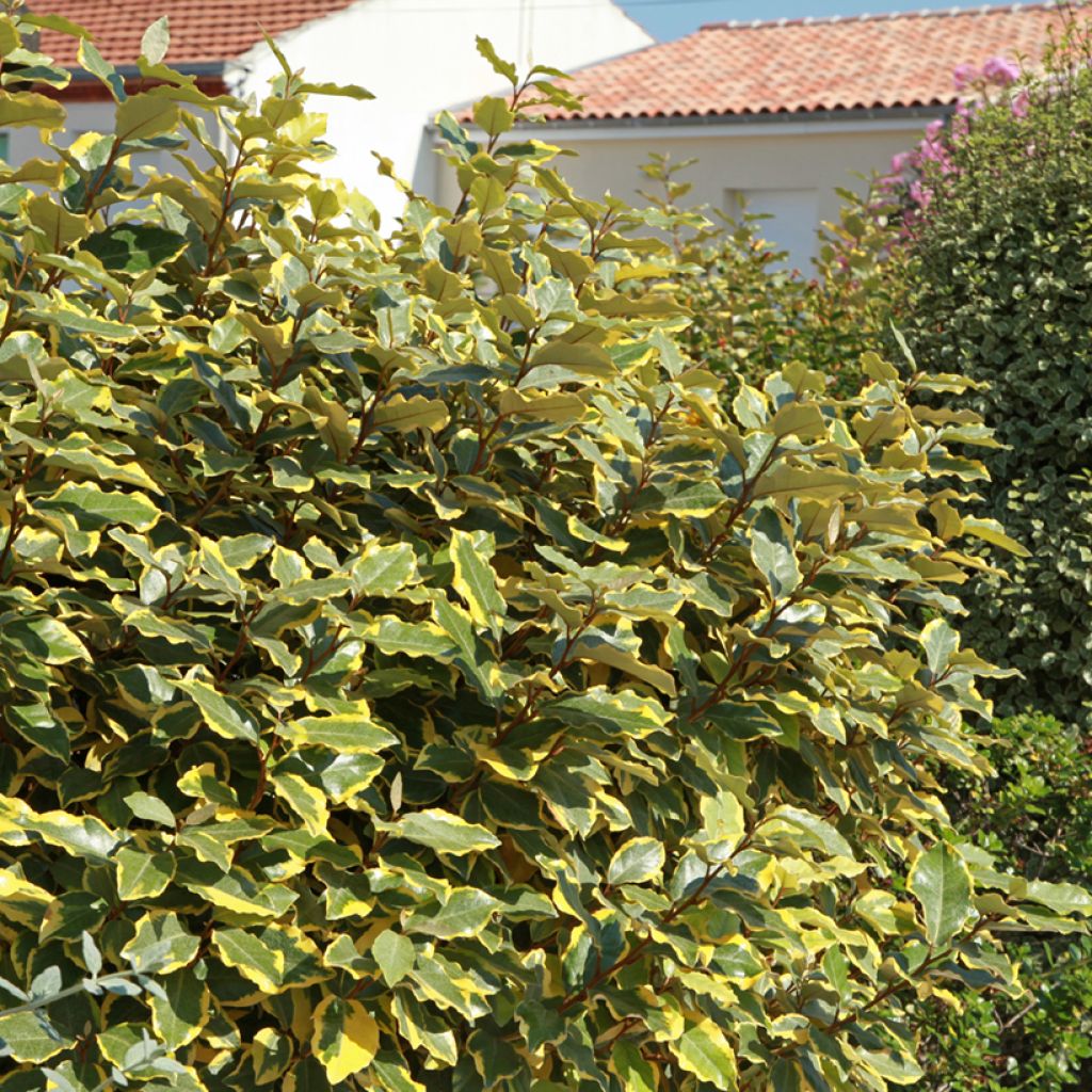 Elaeagnus ebbingei Viveleg - Eleagno
