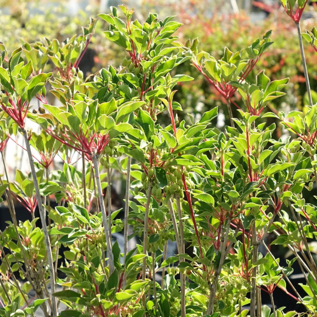 Enkianthus campanulatus Prettycoat