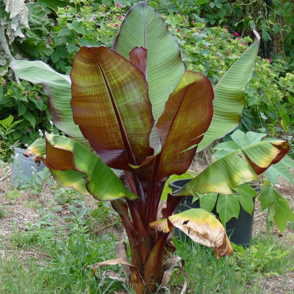 Ensete ventricosum Maurelii - Falso banano rosso