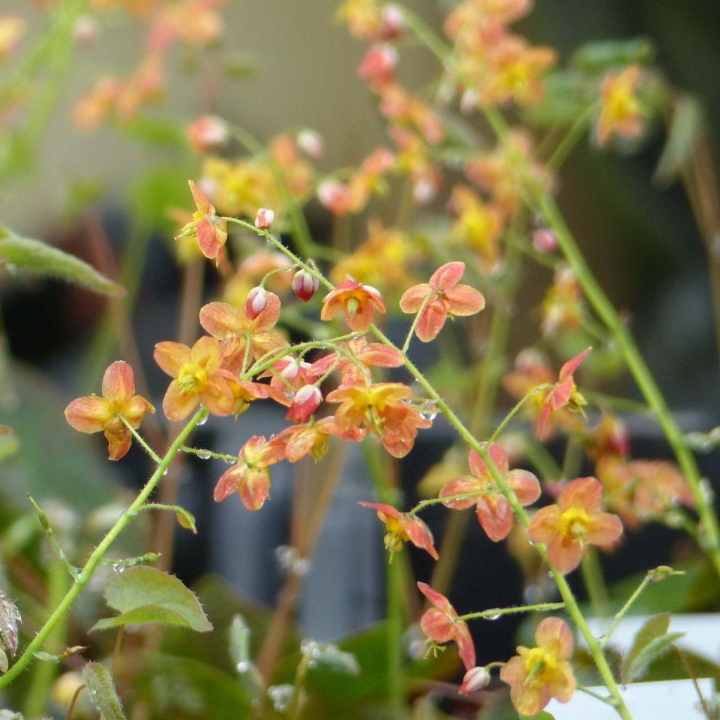 Fleur des Elfes - Epimedium pubigerum Orangekönigin