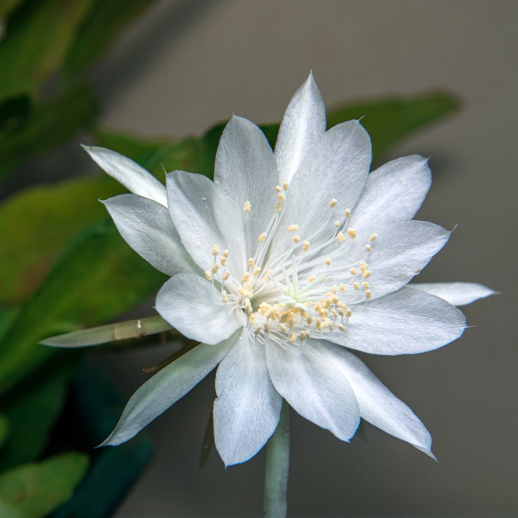 Epiphyllum anguliger - Cactus a lisca di pesce
