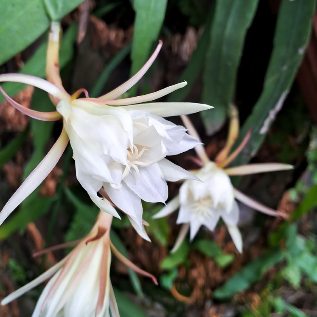 Epiphyllum anguliger - Cactus a lisca di pesce