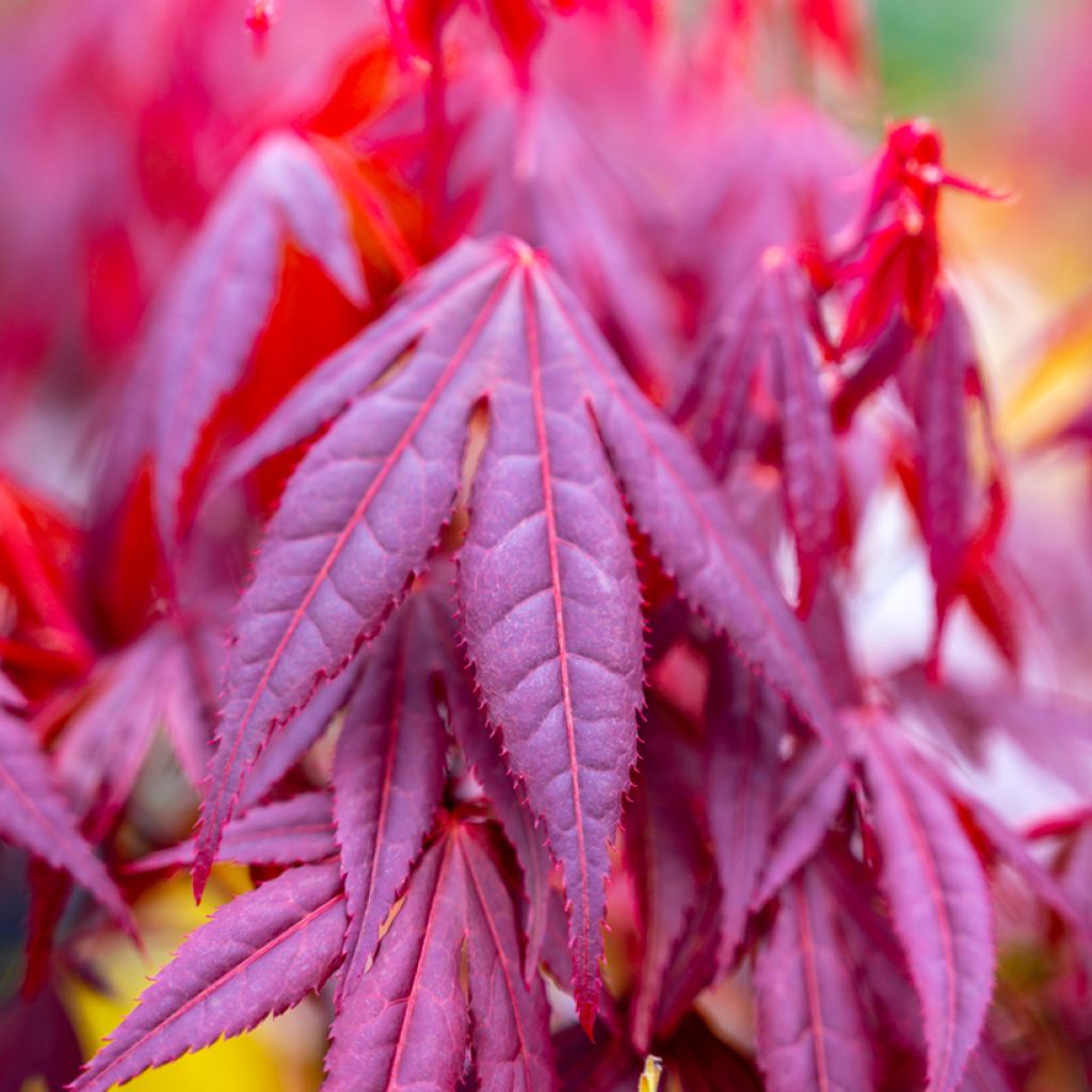 Acer palmatum Shaina - Acero giapponese