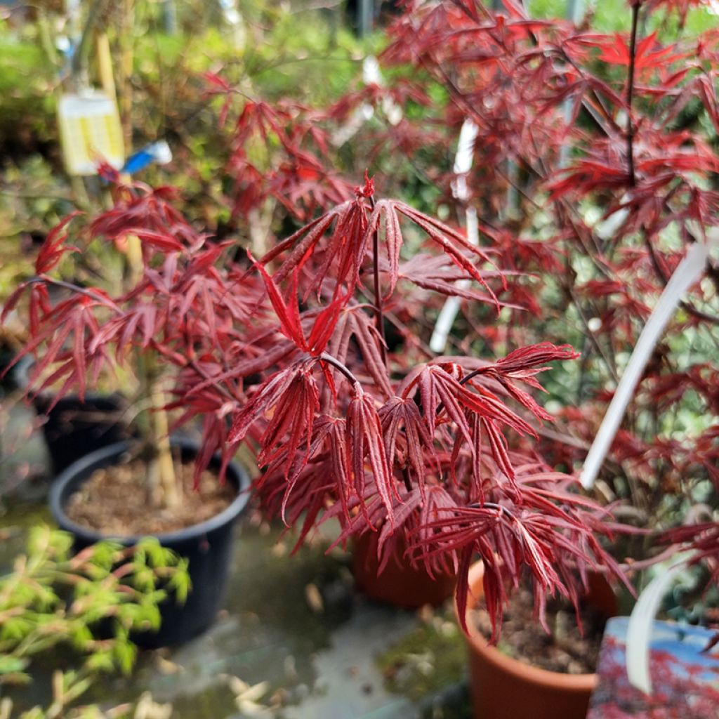 Acer palmatum Skeeter's Broom - Acero giapponese