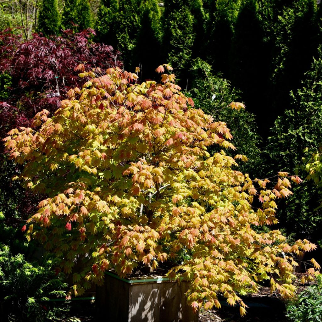 Acer shirasawanum Moonrise - Acero giapponese
