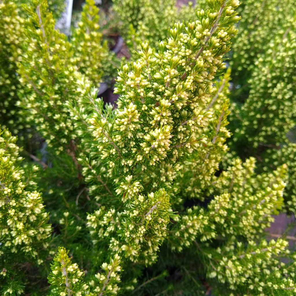 Erica arborea Estrella Gold