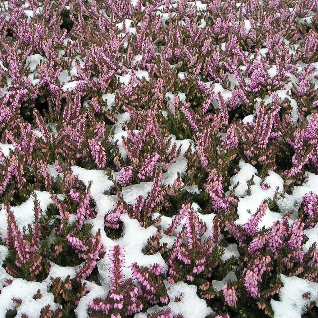 Erica darleyensis Furzey