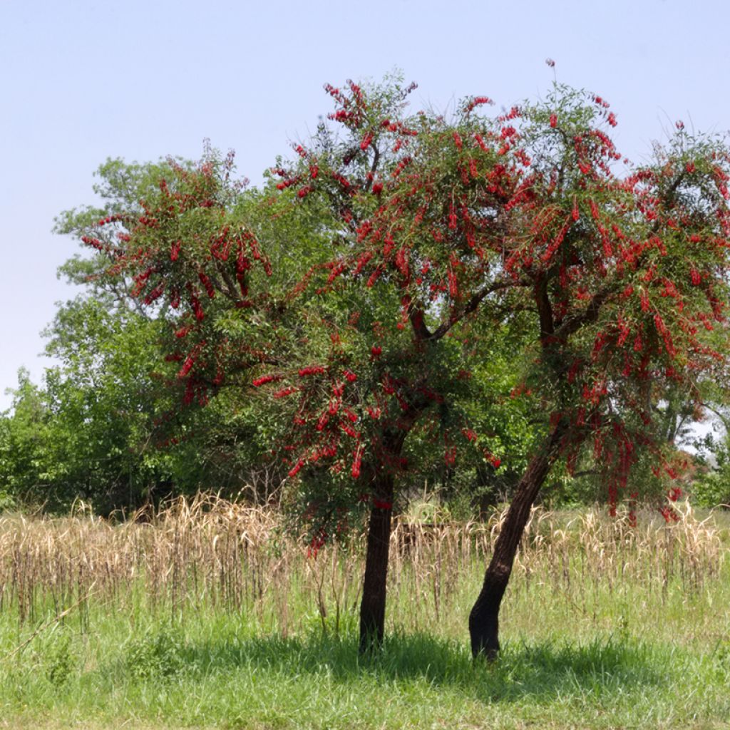Erythrina crista-galli