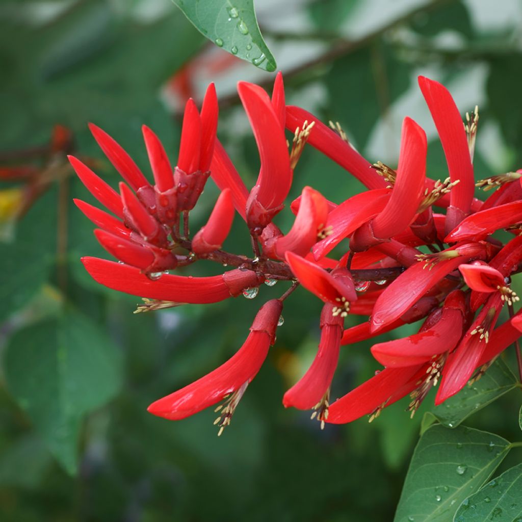 Erythrina bidwillii