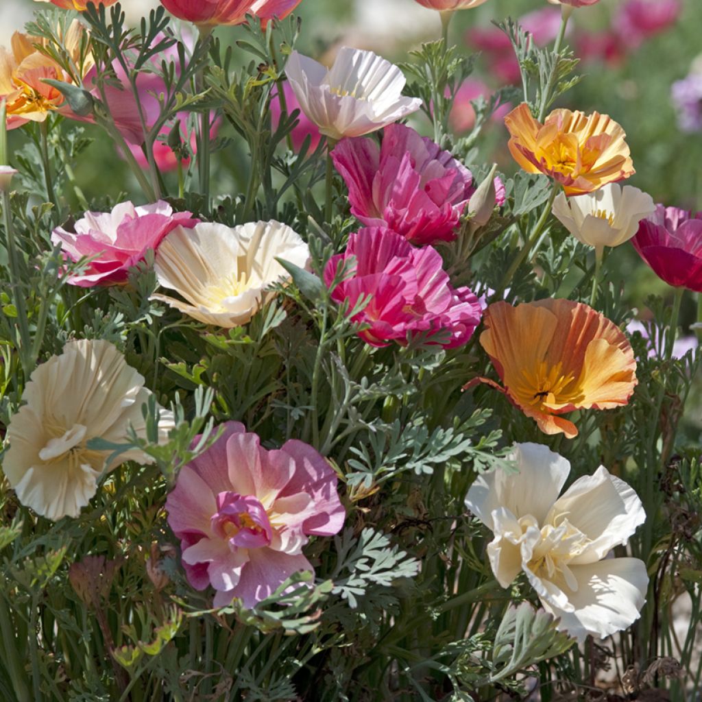 Eschscholzia Thai Silk Formula Mixture - Papavero della California