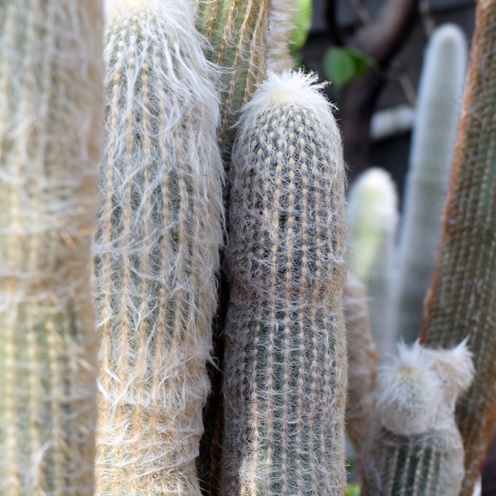 Espostoa lanata - Cactus cierge