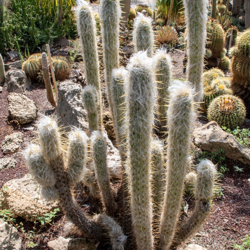 Espostoa lanata - Cactus cierge