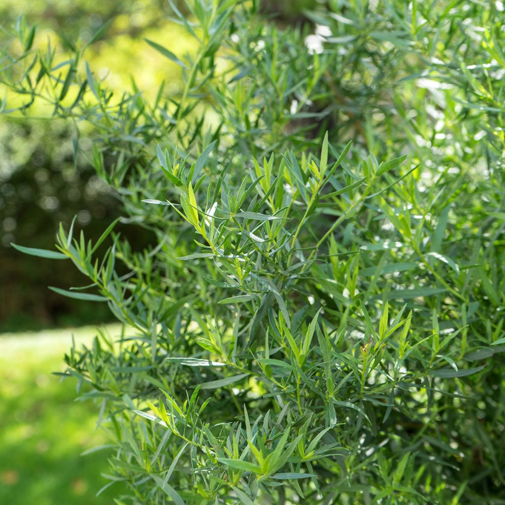 Artemisia redowski dracunculoides - Dragoncello