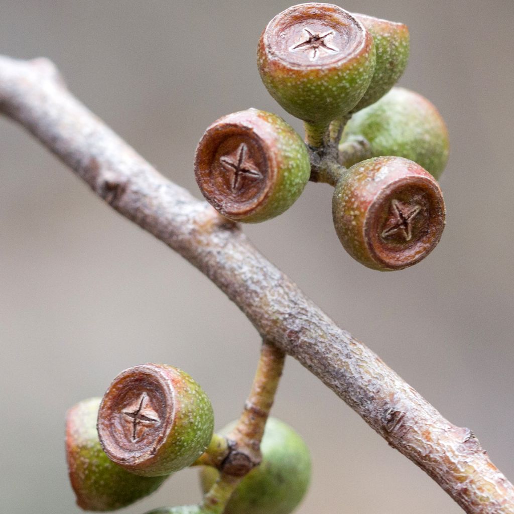 Eucalyptus amygdalina - Eucalipto