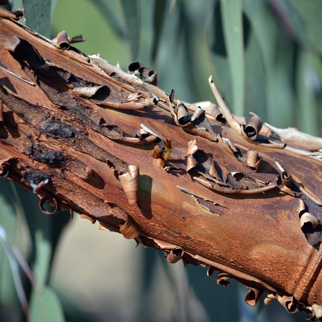 Eucalyptus caesia subsp magna - Eucalipto