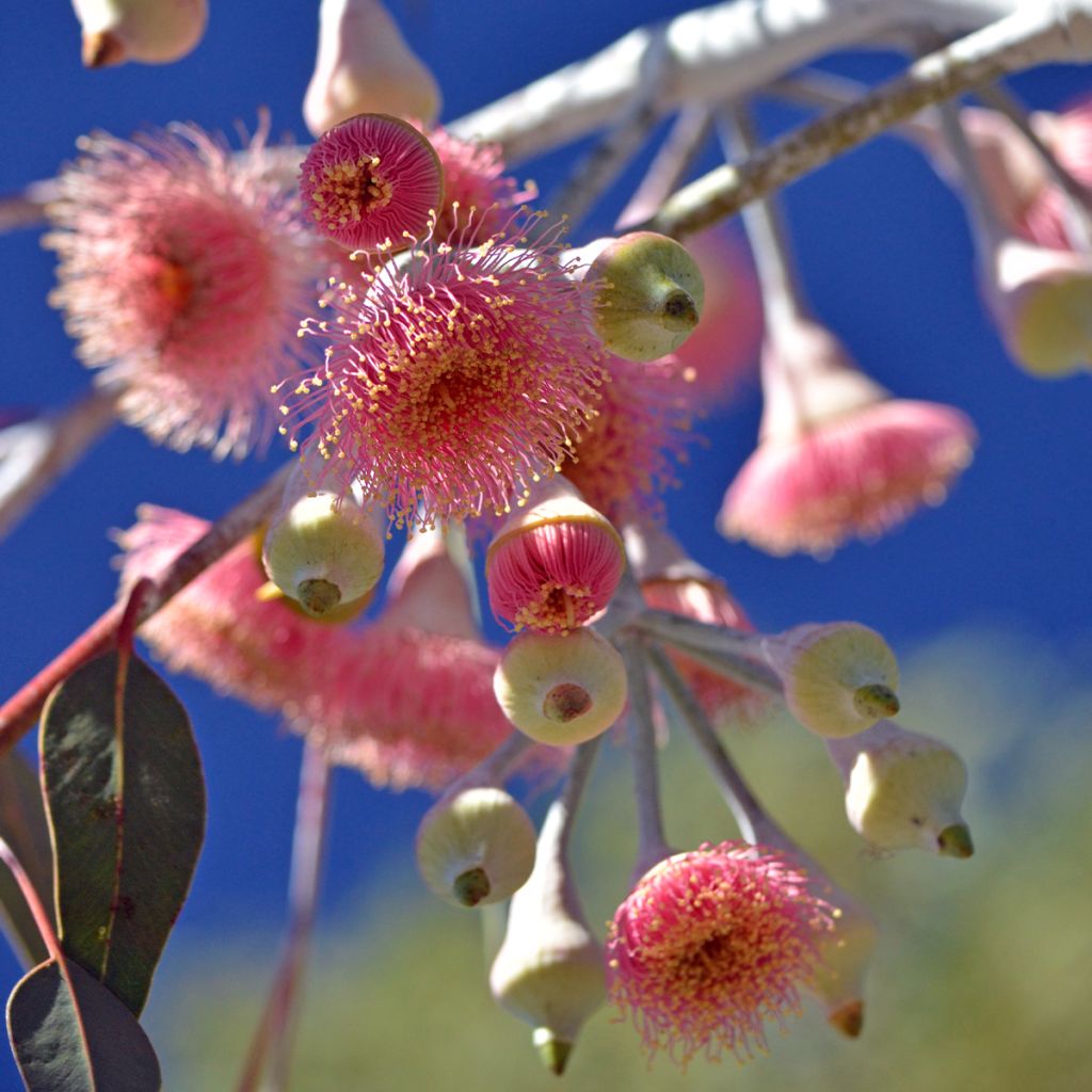 Eucalyptus caesia subsp magna - Eucalipto